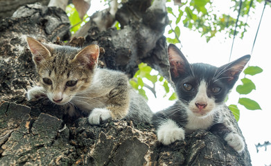 Little two cute kittens try to climb down from tree