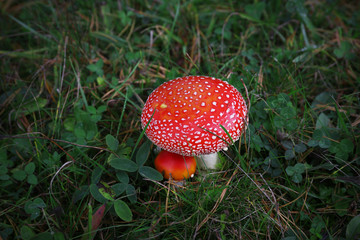 Fototapete - Toadstool growing in the forest