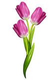 Fototapeta Tulipany - tulips flowers isolated on white background