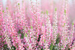 Field of heather flowers. Small violet, pink plants. Soft focus.