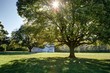 Large tree providing shade on sunny day