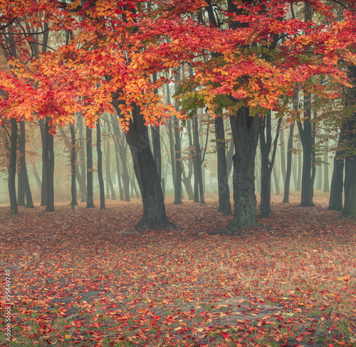 Obraz w ramie Foggy autumn morning in the city park