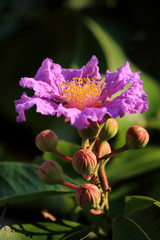 Wall Mural - Wild flower in rainforest of Chiang Mai, Thailand