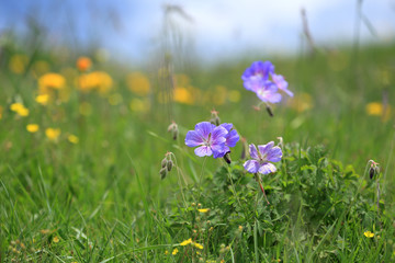 Wall Mural - Purple wild flower in yellow wild flower field near mountain in