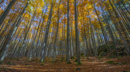 Sticker - autumnal forest with red and yellow foliage