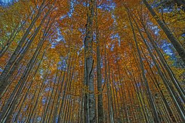 Sticker - autumnal forest with red and yellow foliage