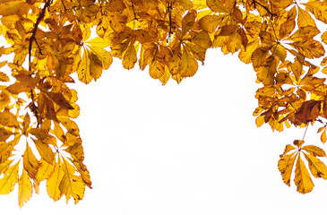 Autumn yellow leaves on a white background
