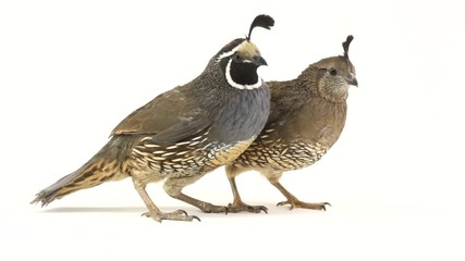 Poster - quails on a white background in studio