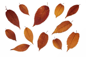 Autumn leaves of zelkova on white background