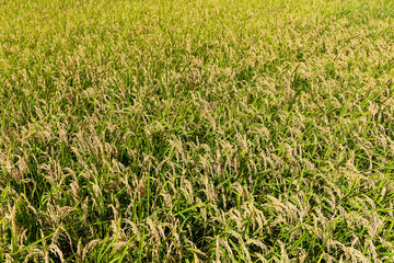 Canvas Print - Rice field