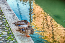 Chilled Ducks On The Edge Of A Canal
