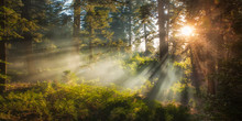 Sunlight Streaming Through Trees, San Bernardino National Forest, California, USA