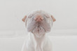 © RooM The Agency - Close-up Portrait of a white Shar Pei dog with closed eyes