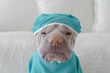© RooM The Agency - Close-up Portrait of a shar pei dog dressed in medical scrubs sitting in front of a white background
