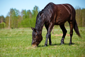 Wall Mural - horse eating fresh grass