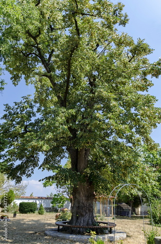 Fotografia, Obraz Old tree in the churchyard with situated around beauty bench, Batkun Monastery "St