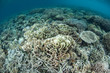 Corals Beginning to Bleach