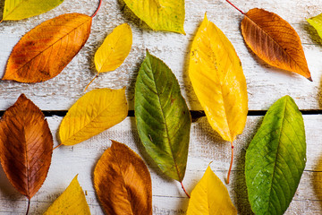 Wall Mural - autumn leaf composition.