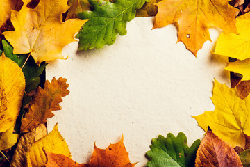 Wall Mural - autumn leaf composition.