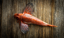 Fresh Red Gurnard Fish