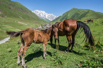 Poster - villages community called Ushguli in Upper Svanetia region, Georgia