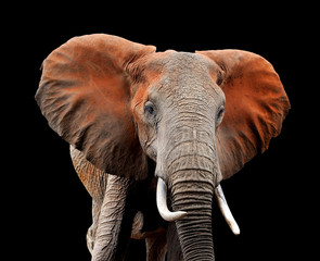 Poster - Elephant on dark background