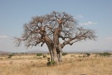 Fototapeta Sawanna - Baobab Tree, Tanzania, Africa, July 2008