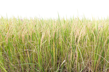 Wall Mural - Rice fields in the tropics on white