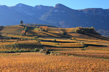 Wall Mural - Autunno a Caldaro, Alto Adige Sud Tirol, sulla strada del Vino, tra Bolzano e Termeno