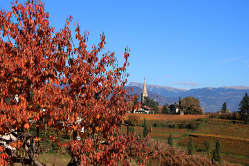 Wall Mural - Autunno a Caldaro sulla strada del Vino, Alto Adige Sud Tirol