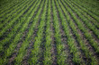 Wheat in the Spring/View in the spring of the rows of wheat in a field.