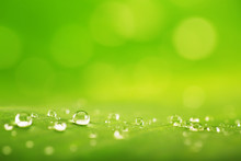 Abstract Background, Green Leaf Texture And  Rain Drops