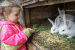 Preschooler blonde girl feeding farm domestic rabbits with fleawort leaf