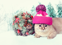 Cat Wearing Cap With Pompom Lying Next To Kissing Bough Outdoors In Winter