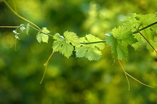 Branch Of Grape Leaves On A Green Background, Close Up.
