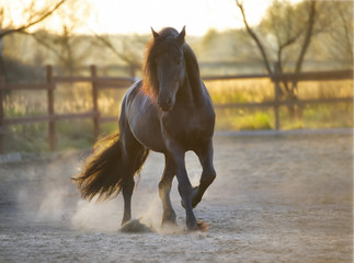 Wall Mural - black frisian horse runs gallop in freedom