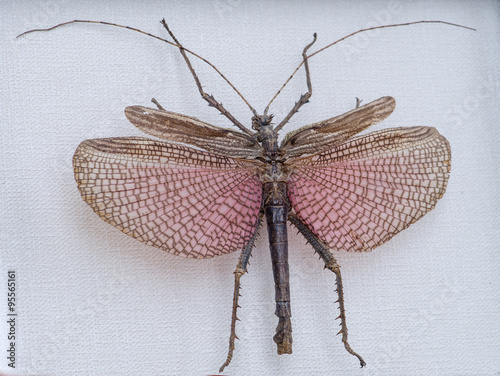 Fotomural Malaysian jungle nymph or child of the jungle (Heteropteryx di