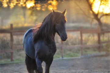 Wall Mural - portrait of the black frisian horse