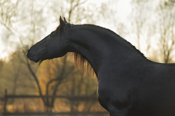Wall Mural - portrait of the black frisian horse