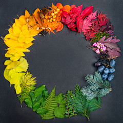 Wall Mural - collection of colorful natural objects shaped in the color wheel