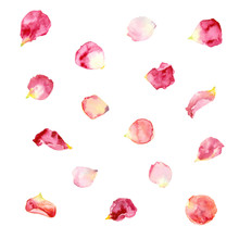 Watercolor Painting. Pink And Red Rose Petals.