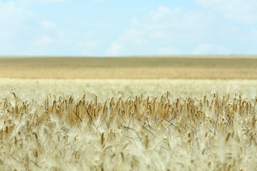 Canvas Print - Beautiful summer field