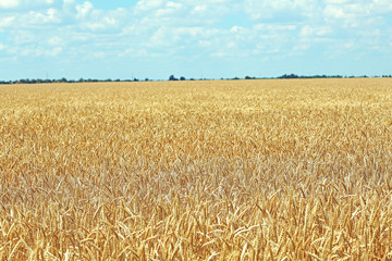 Wall Mural - Beautiful summer field