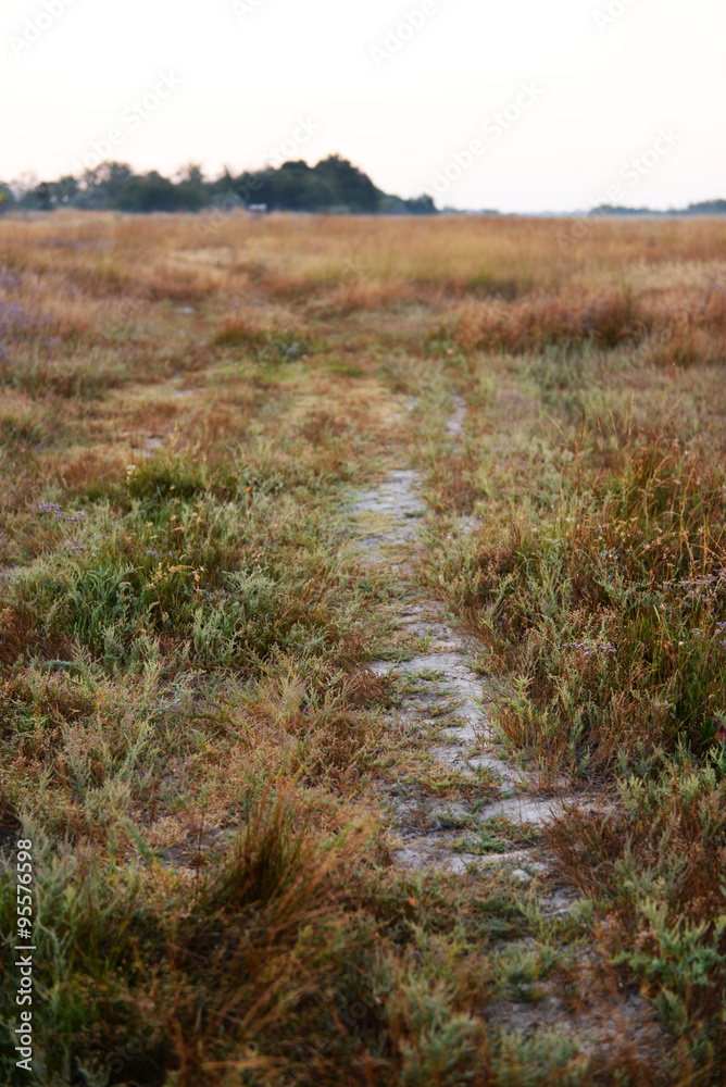 Beautiful field in evening time