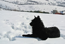Lonely Black Dog Lying In Deep Snow, On A Nice, Crisp, Sunny Winter Day, In The Mountains.