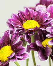 Purple Daisies Viewed From The Side.