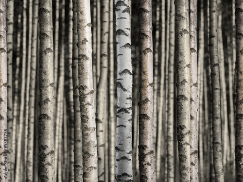 Naklejka dekoracyjna Seamless birch forest