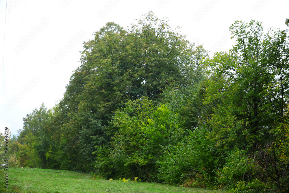 Autumn mountain forest