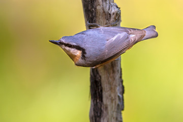 Sticker - Eurasian nuthatch on a branch