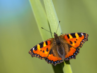 Canvas Print - Small tortoiseshell